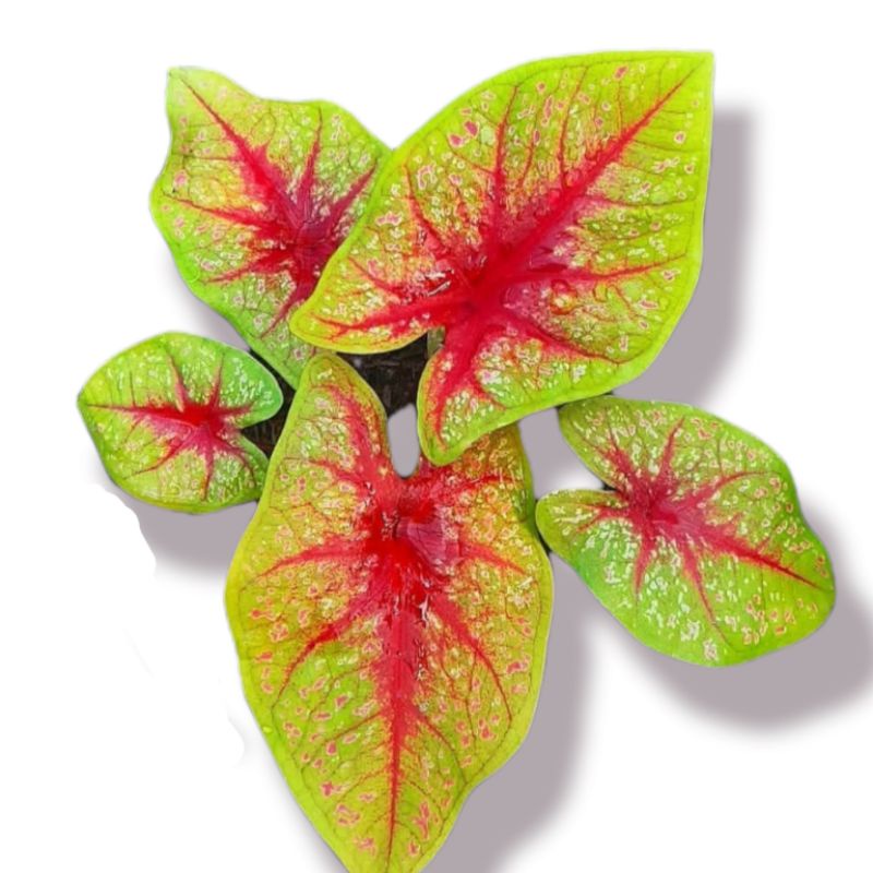 tears of the sun ( tanaman hias caladium tears of the sun )