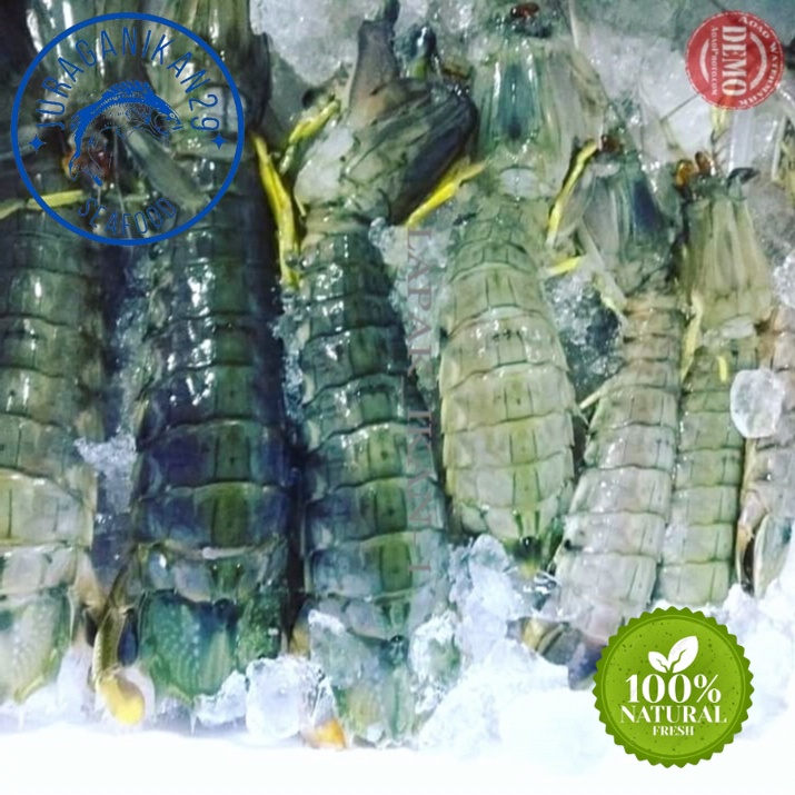

Udang Ronggeng Segar 1~Kilogram