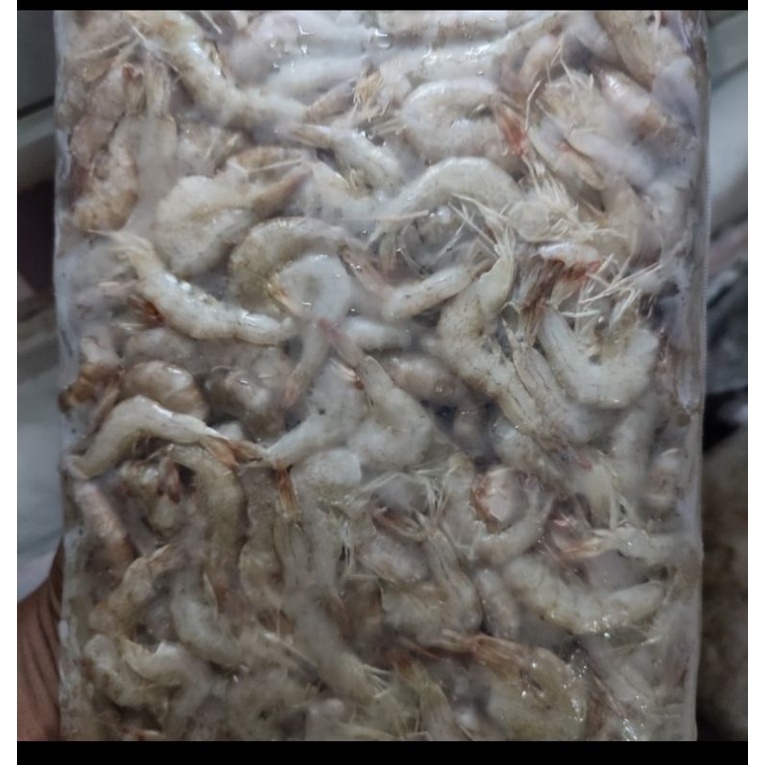 

udang api tanpa kepala