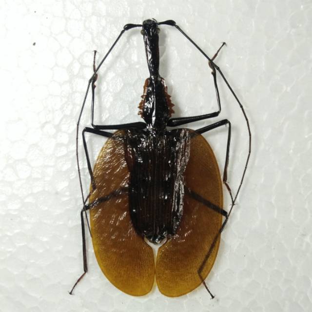 AWETAN SERANGGA UNIK KUMBANG BIOLA