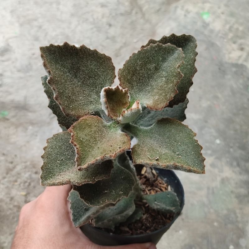 Kalanchoe behariensis 'Rose Leaf'/Kalanchoe