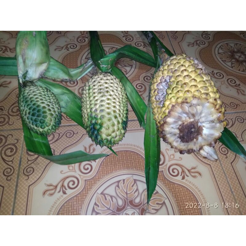 

buah pandan gunung kelud/nanas lanang