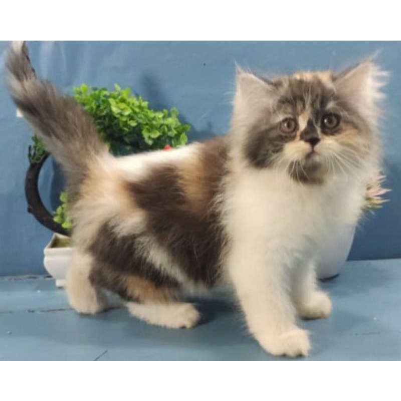 Kitten Persia Flatnose Calico