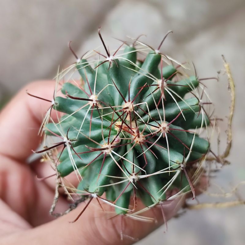 Kaktus Ferocactus Ownroot Murah