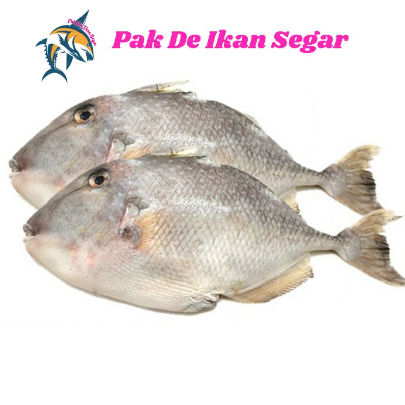

Ikan Ayam Ayam Segar. 1-4 ekor per kg