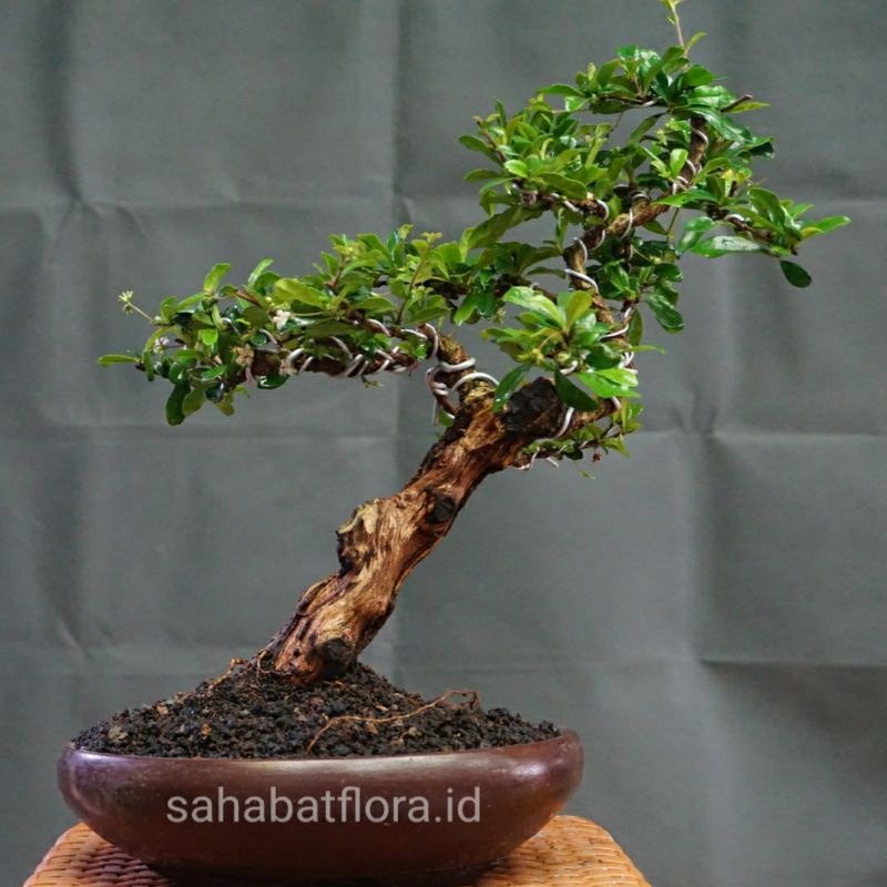 Bonsai Hokiantea Siap Pajang | Bonsai Hokianti Sudah Jadi