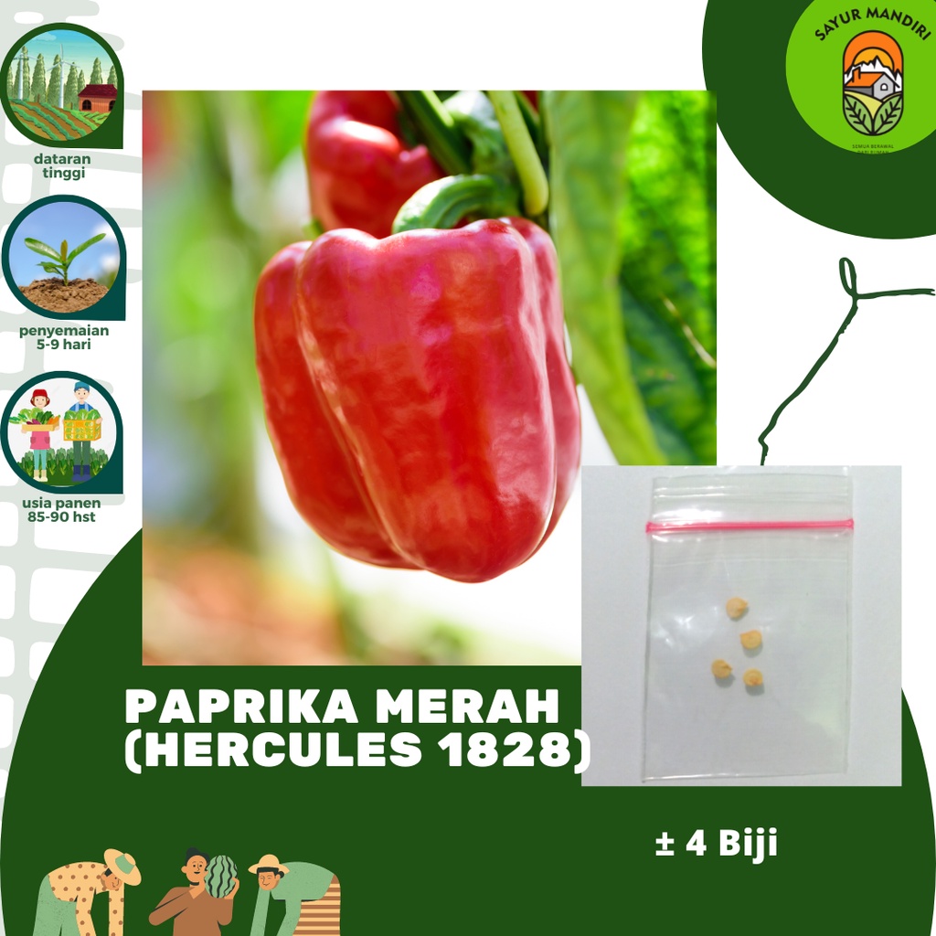 Benih Paprika Merah Hercules 1828 Seribuan