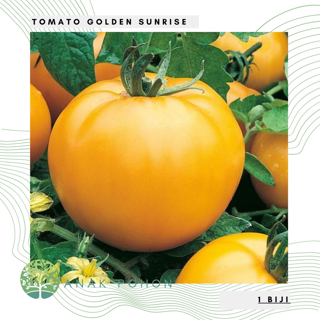 Benih Bibit Biji - Tomato Golden Sunrise Seeds - IMPORT