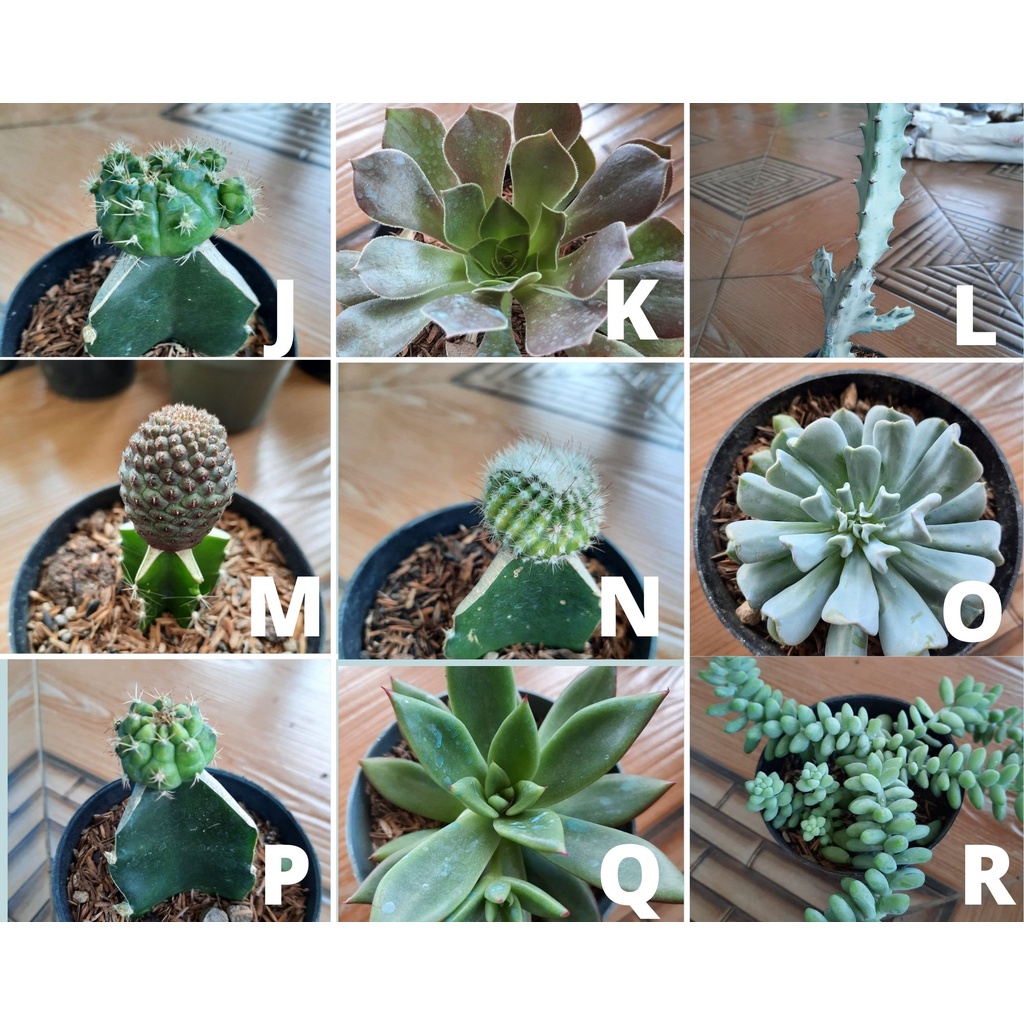 Tanaman Hias Kaktus Sukulen/Succulent Ukuran Mini Okulasi Bentuk Baru