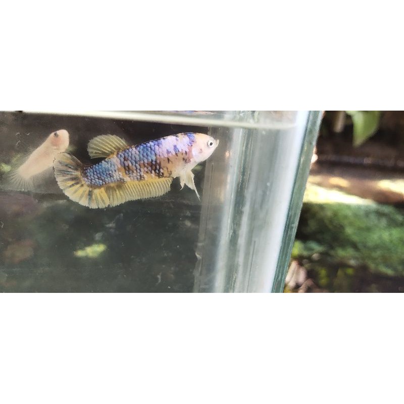 giant female yellow base / giant yellow fancy / giant female