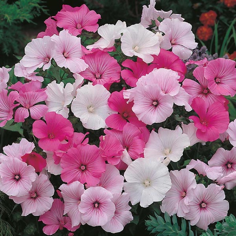 Benih Bibit Biji - Bunga Lavatera Parade Mixed Flower Seeds - IMPORT