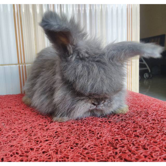 Kelinci anggora english lucu betina