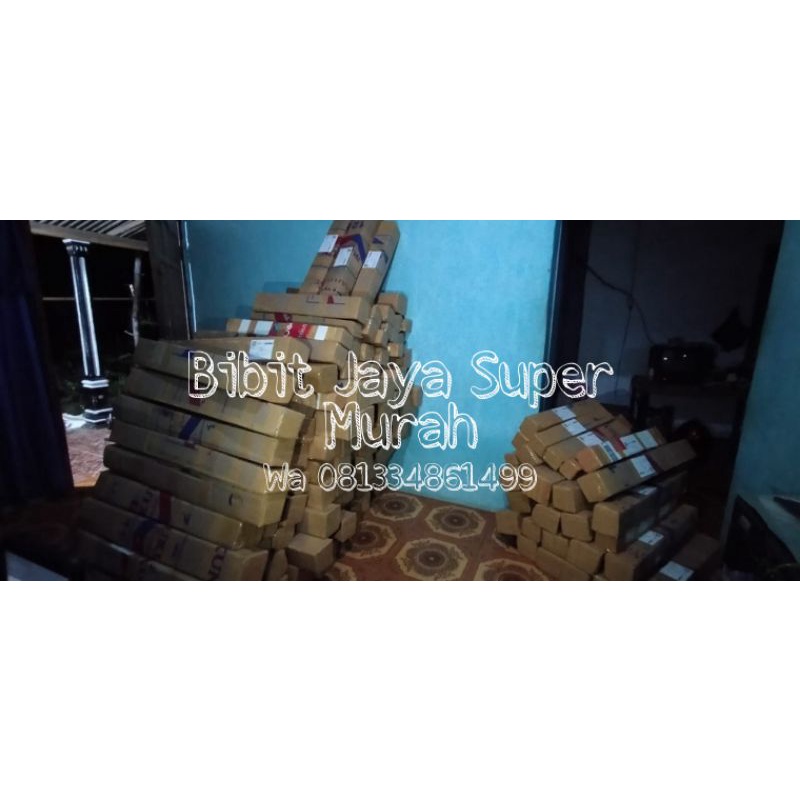 1 Paket Isi 5 Bibit Bunga Sakura Tabebuya 5 Warna SuperMurah-2