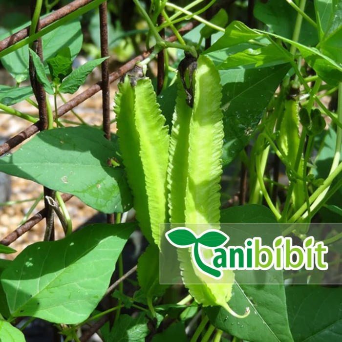 Jual Bibit Pohon Buah Daun Kecipir Cicipir Jaat Tanaman Obat Merambat