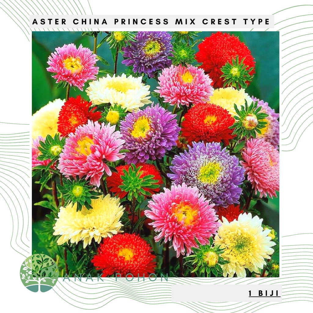 Benih Bibit Biji - Bunga Aster China Princess Mix Crest Type Flower Seeds - IMPORT