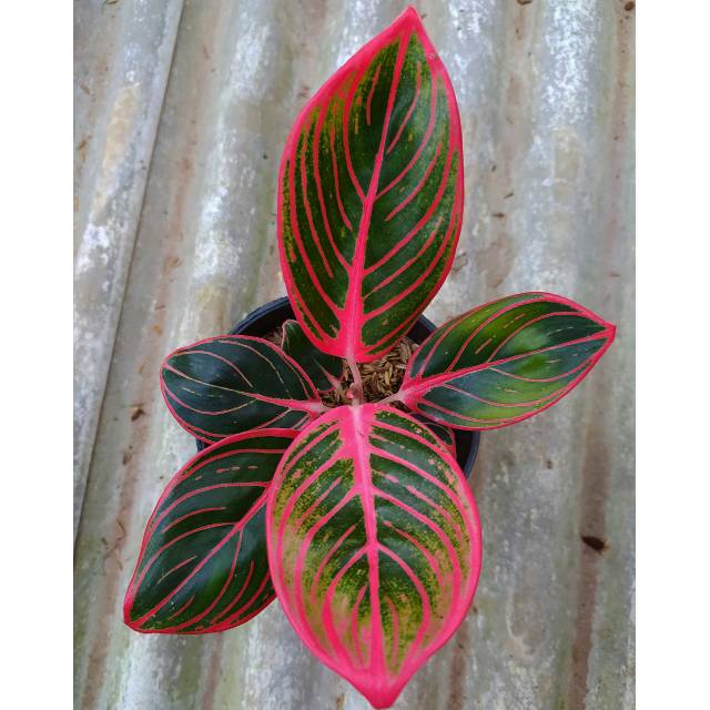 Aglonema aglaonema lipstik khanza