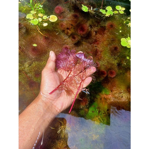 Cabomba Fulcatra Red - Tanaman Aquascape