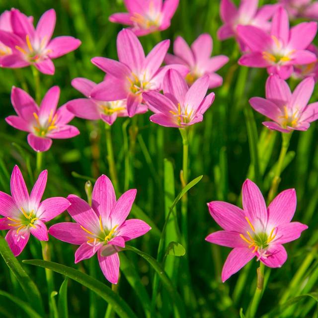 Bibit Bunga Lily Rain Pink Zephyranthes Shopee Indonesia
