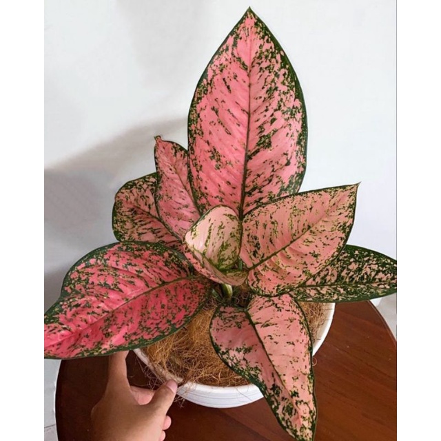 aglonema Ruby pink / dewasa
