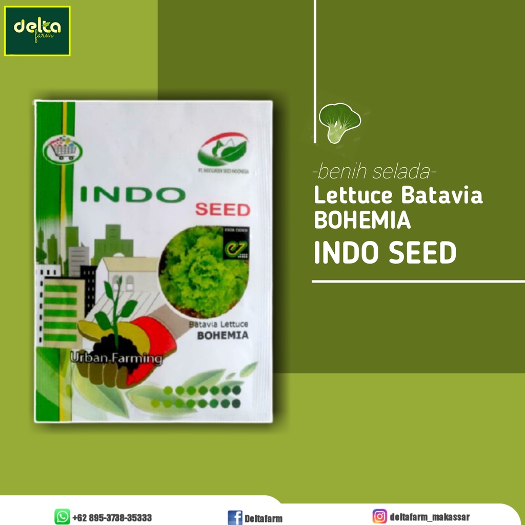 Benih  Selada Bohemia 1gr - Biji Batavia Lettuce Sayuran Hidroponik