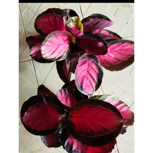 Calathea roseo picta X