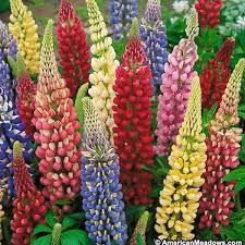 Benih Tanaman Bibit Bunga Lupine Mix 20 biji Tirta Nirmala