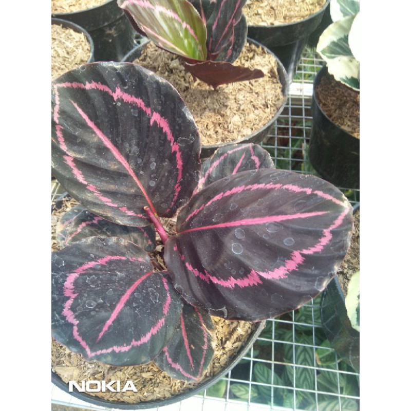 Calathea Black Lipstik Dewasa