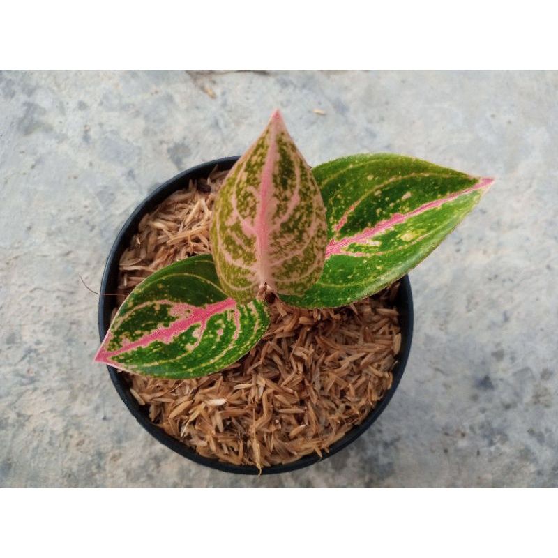 Tanaman hias aglonema Widuri lilin