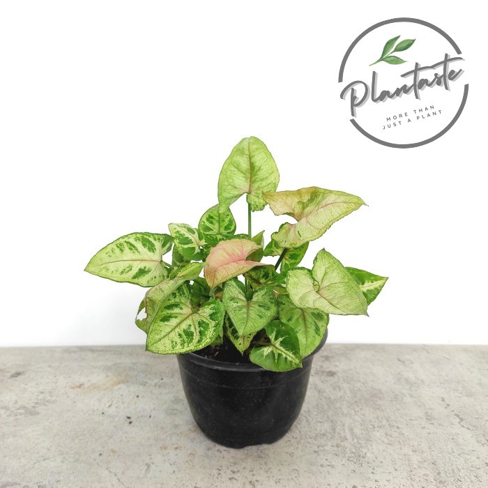 Syngonium Mini Allusion | Arrowhead Podophyllum Tanaman Ruangan Meja