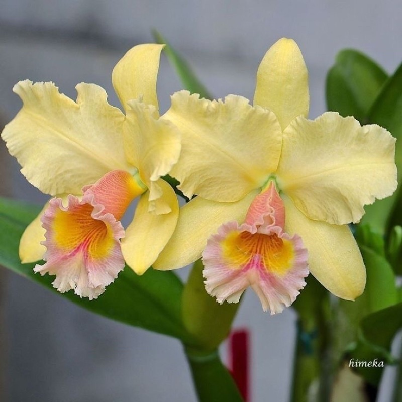 Seedling anggrek dendrobium Give by God yellow - Tanaman Hias Hidup-anggrek-Bunga Hidup Murah-angrek