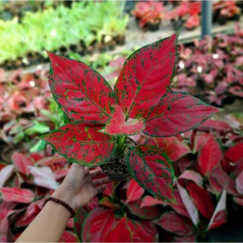 Bibit Bonggol Aglonema Red King