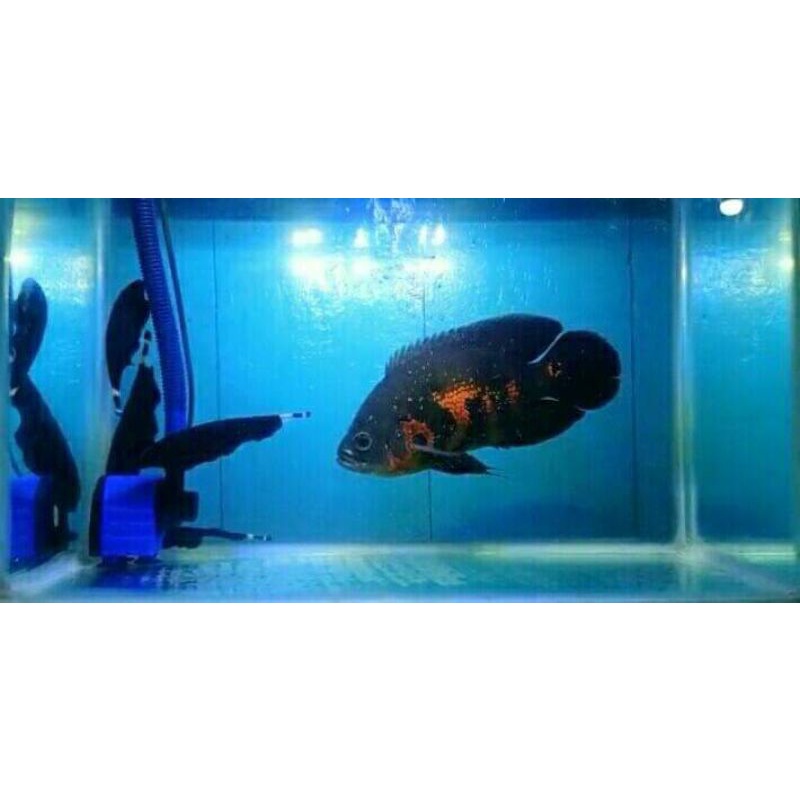 

Ikan Oscar