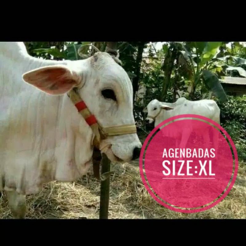 Head Halter,Tali Kepala Sapi,Penganti Keluh Tusuk,Cow Head Halter Size XL(Untuk Indukan Sapi)