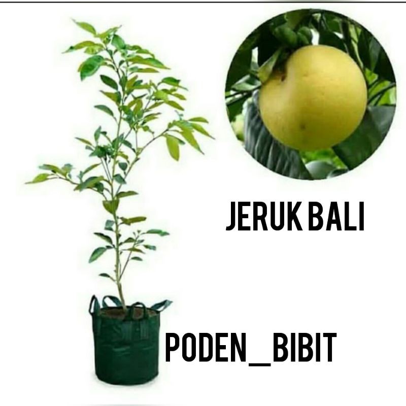 

jeruk bali