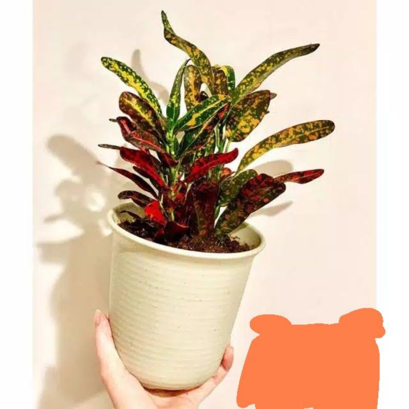 tanaman hias puring cabai merah cabai croton