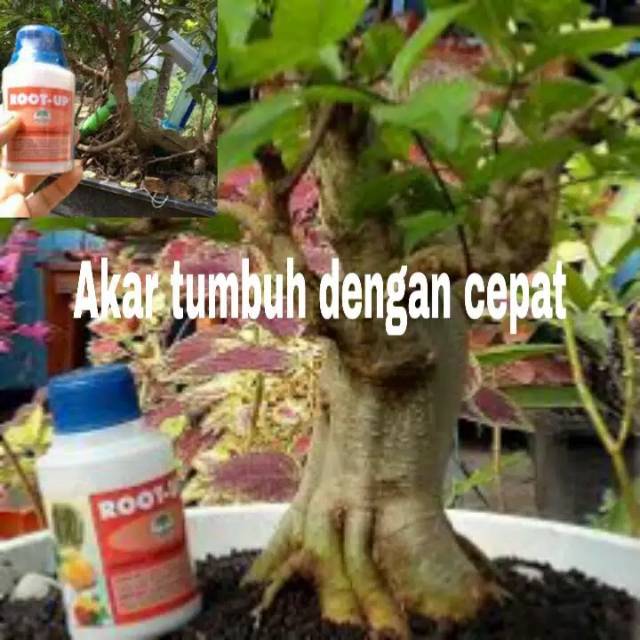 Hormon Perangsang Akar / Root-up / Pemacu akar / Obat akar