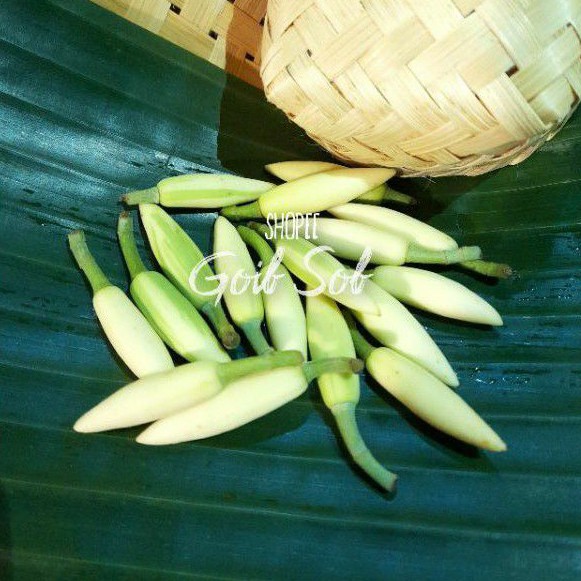 CEMPAKA / BUNGA KANTIL PUTIH SEGAR MURAH