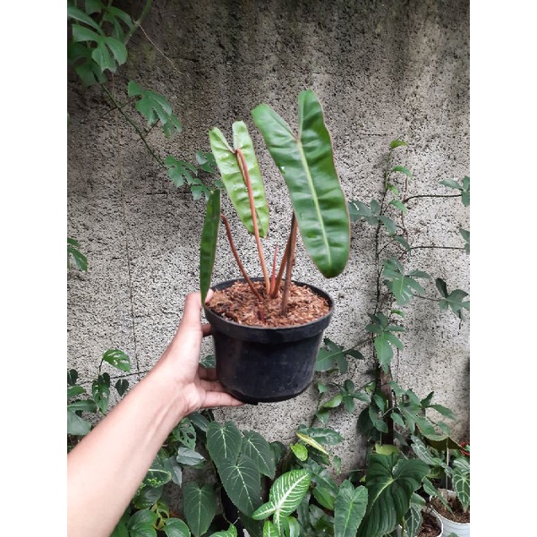 Tanaman Philodendron Kabel Busi Philodendron Billitieae
