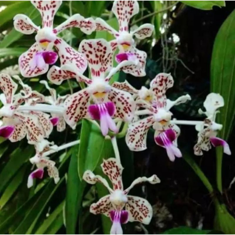 Anggrek Vanda Tricolor