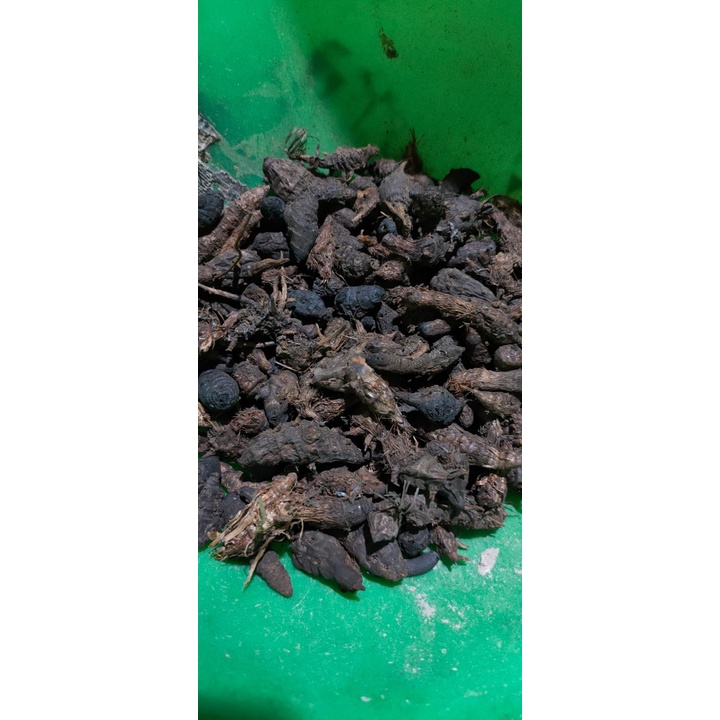 UMBI RUMPUT TEKI KERING RIMPANG TEKI SUKET TEKI KERING