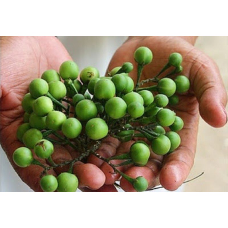 

BUAH TEKOKAK/COKRAK CEPOKAK 500g