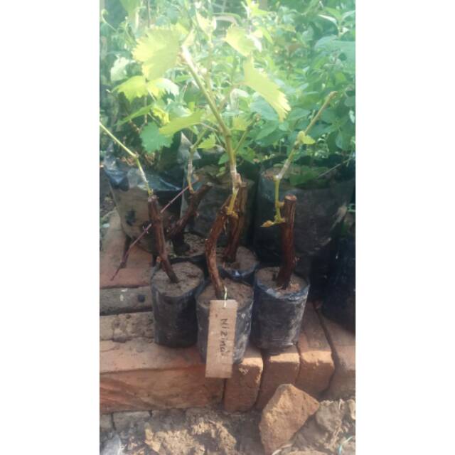 BIBIT ANGGUR IMPOR NIZINA BIBIT BUAH BIBIT ANGGUR IMPOR GRAFTING ANGGUR IMPORT  BIBIT ANGGUR