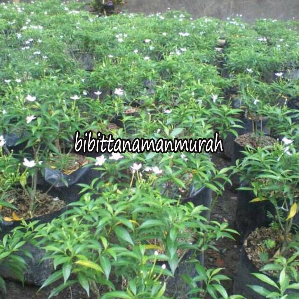 BIBIT BUNGA ROMBUSA (BELI 5 GRATIS 1)