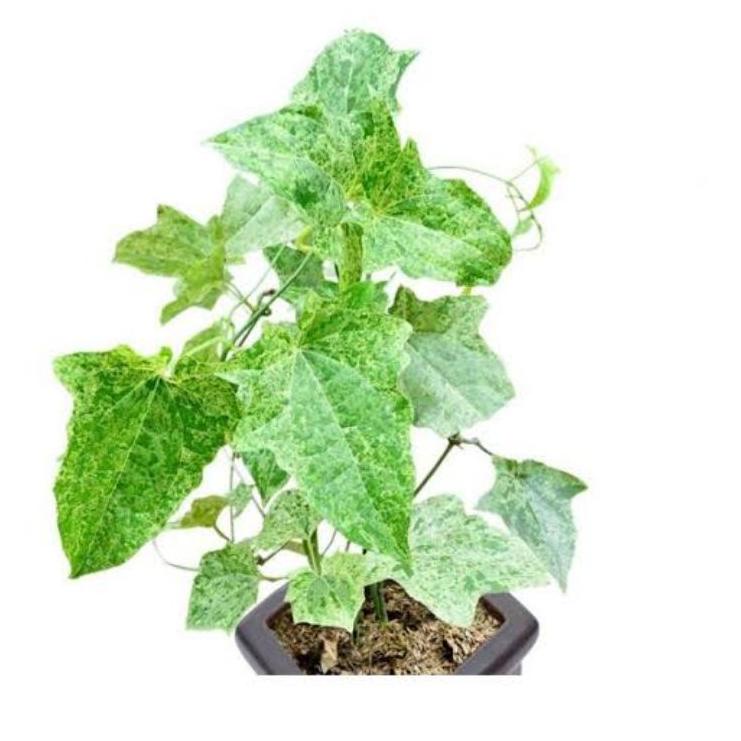 Dapatkan Segera Special Edition Thunbergia Variegata || Tanaman Hias Rambat Tumbergia Varigata Bunga