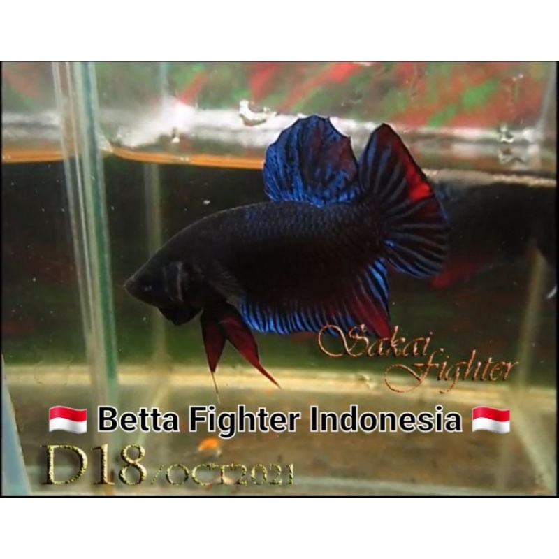 Ikan Cupang Aduan Sakai Fighter Serie D18 Ori Import Thailand.