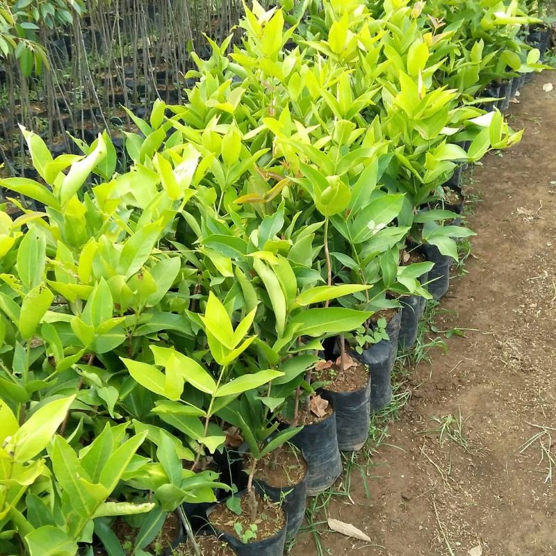 bibit jambu air bajangleang superunggul