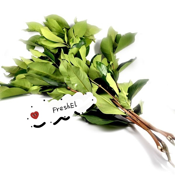 

FreshEl - DAUN SALAM 1 IKAT