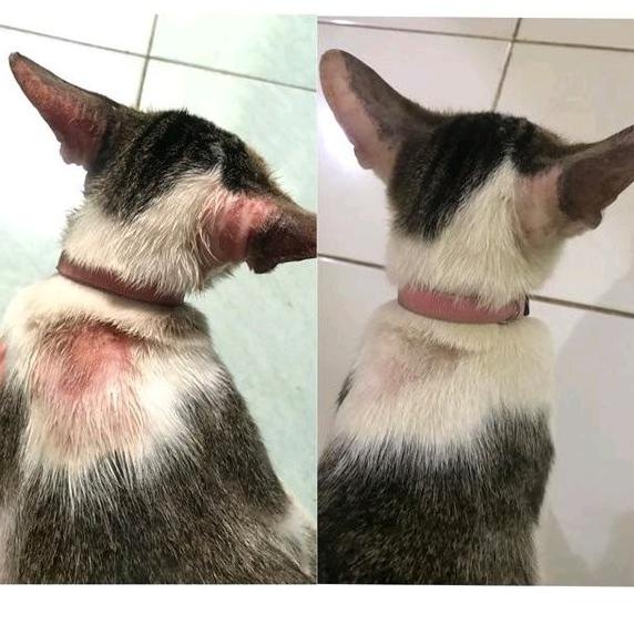 

TERLARIS ! RAMUAN ORGANIK ANTI JAMUR: JAMU KNJ KAPSUL BOTOL KECIL