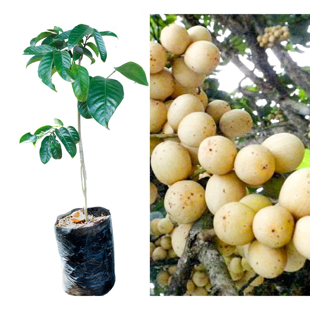bibit tanaman duku Thailand / longkong