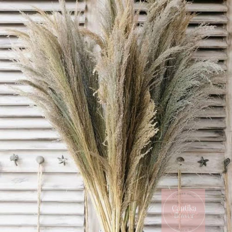 pampas kering / daun pampas kering / daun padi-padian